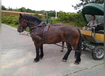 Polish Coldblood, Mare, 4 years, 16,1 hh, Bay-Dark