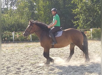 Polish Coldblood, Mare, 4 years, 16,1 hh, Bay-Dark