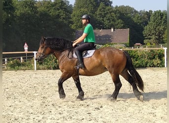 Polish Coldblood, Mare, 4 years, 16,1 hh, Bay-Dark