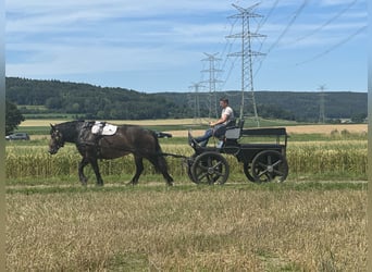 Polish Coldblood, Mare, 4 years, 16.1 hh, Bay-Dark