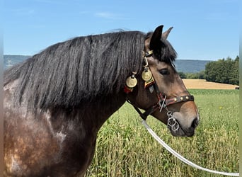 Polish Coldblood, Mare, 4 years, 16.1 hh, Bay-Dark