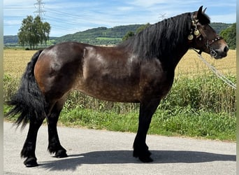 Polish Coldblood, Mare, 4 years, 16.1 hh, Bay-Dark