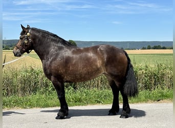 Polish Coldblood, Mare, 4 years, 16.1 hh, Bay-Dark