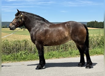 Polish Coldblood, Mare, 4 years, 16.1 hh, Bay-Dark