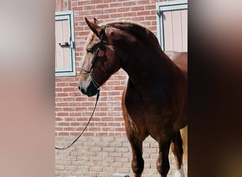 Polish Coldblood, Mare, 4 years, 16.1 hh