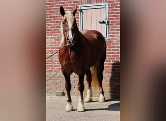 Polish Coldblood, Mare, 4 years, 16.1 hh