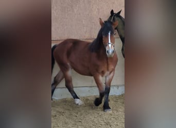 Polish Coldblood, Mare, 4 years, 16.2 hh, Brown