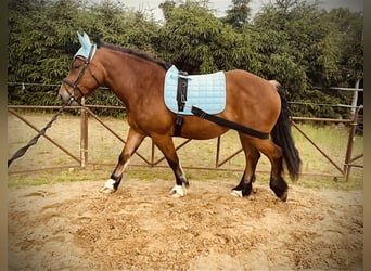 Polish Coldblood, Mare, 4 years, 16 hh, Bay-Dark