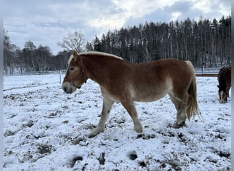 Polish Coldblood, Mare, 4 years, 16 hh, Chestnut-Red