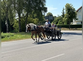 Polnisches Kaltblut, Stute, 4 Jahre, 16 hh, Fuchs