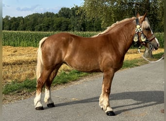 Polnisches Kaltblut, Stute, 4 Jahre, 16 hh, Fuchs