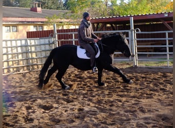 Polish Coldblood, Mare, 5 years, 14,3 hh, Black