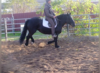 Polish Coldblood, Mare, 5 years, 14,3 hh, Black