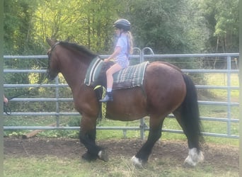 Polish Coldblood, Mare, 5 years, 15.1 hh, Brown
