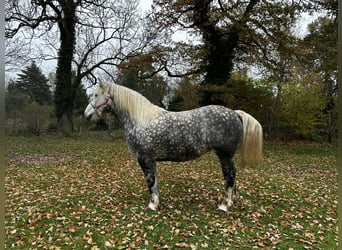 Polish Coldblood, Mare, 5 years, 15,1 hh, Gray