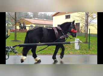 Polish Coldblood, Mare, 5 years, 15,2 hh, Black