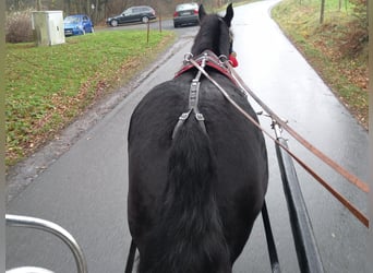 Polish Coldblood, Mare, 5 years, 15,2 hh, Black