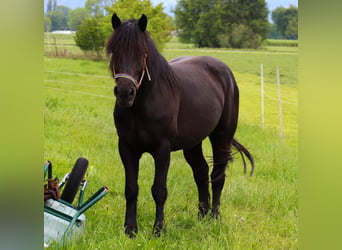 Polish Coldblood, Mare, 5 years, 15,2 hh, Black