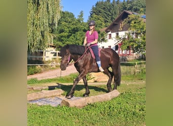 Polish Coldblood, Mare, 5 years, 15.3 hh, Black Polish Coldblood, Mare, 5 years, 15.3 hh, Black