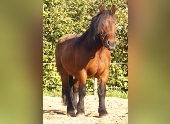Polish Coldblood, Mare, 5 years, 15.3 hh, Brown