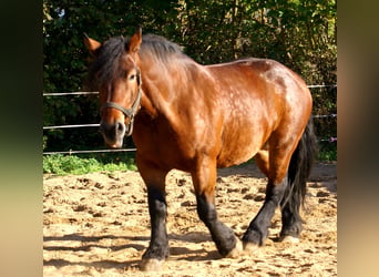 Polish Coldblood, Mare, 5 years, 15.3 hh, Brown