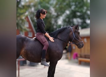 Polnisches Kaltblut, Stute, 5 Jahre, 15,3 hh, Brauner