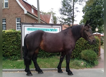 Polnisches Kaltblut, Stute, 5 Jahre, 15,3 hh, Brauner