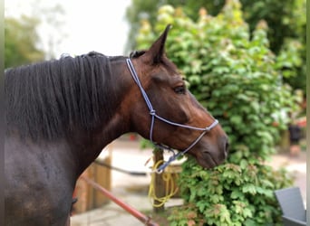 Polnisches Kaltblut, Stute, 5 Jahre, 15,3 hh, Brauner