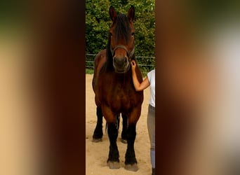 Polish Coldblood, Mare, 5 years, 15.3 hh, Brown