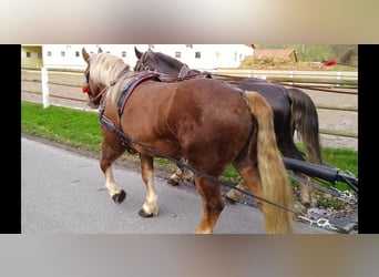 Polish Coldblood, Mare, 5 years, 15,3 hh, Chestnut-Red