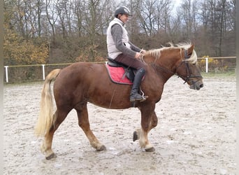 Polish Coldblood, Mare, 5 years, 15,3 hh, Chestnut-Red