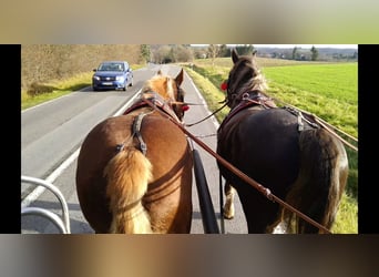 Polish Coldblood, Mare, 5 years, 15,3 hh, Chestnut-Red