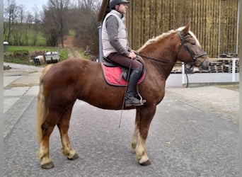 Polish Coldblood, Mare, 5 years, 15,3 hh, Chestnut-Red