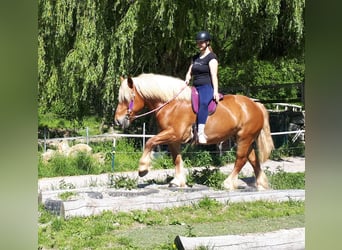 Polish Coldblood, Mare, 5 years, 15 hh, Chestnut-Red