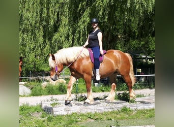 Polish Coldblood, Mare, 5 years, 15 hh, Chestnut-Red
