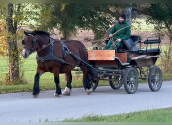 Polish Coldblood, Mare, 5 years, 15,1 hh, Brown