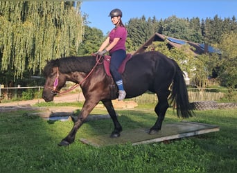 Polish Coldblood, Mare, 5 years, 15,3 hh, Black