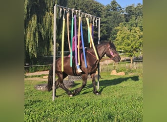 Polish Coldblood, Mare, 5 years, 15,3 hh, Black