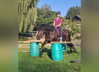 Polish Coldblood, Mare, 5 years, 15,3 hh, Black