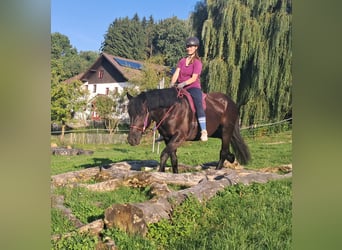 Polish Coldblood, Mare, 5 years, 15,3 hh, Black
