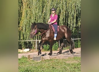 Polish Coldblood, Mare, 5 years, 16 hh, Black