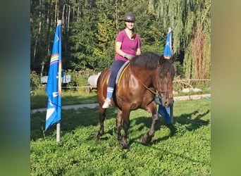 Polish Coldblood, Mare, 5 years, 16 hh, Black