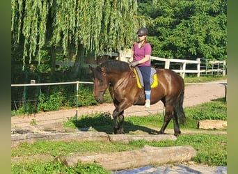 Polish Coldblood, Mare, 5 years, 16 hh, Black