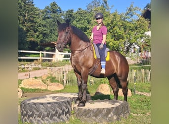 Polish Coldblood, Mare, 5 years, 16 hh, Black