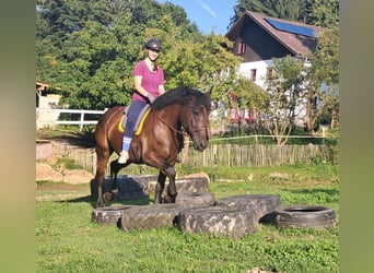 Polish Coldblood, Mare, 5 years, 16 hh, Black