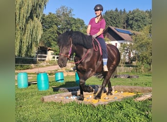 Polish Coldblood, Mare, 5 years, 16 hh, Black