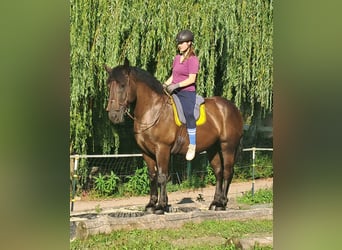 Polish Coldblood, Mare, 5 years, 16 hh, Black