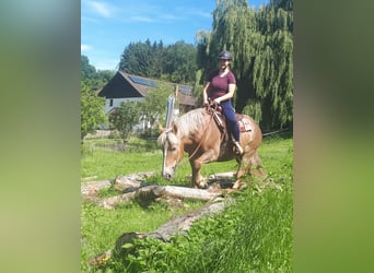 Polish Coldblood, Mare, 6 years, 15.1 hh, Chestnut-Red