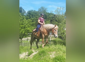 Polish Coldblood, Mare, 6 years, 15.1 hh, Chestnut-Red