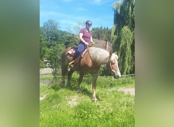 Polish Coldblood, Mare, 6 years, 15.1 hh, Chestnut-Red